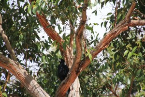 Magpie