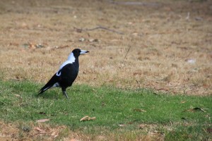 Magpie