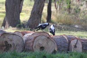 magpies