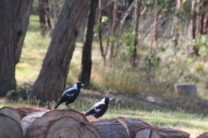 Magpies