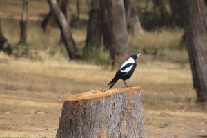 Magpie