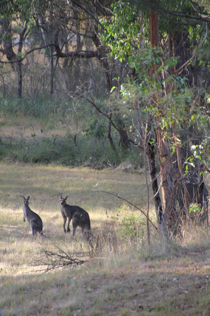 A pair of Eastern Grey Kangaroos