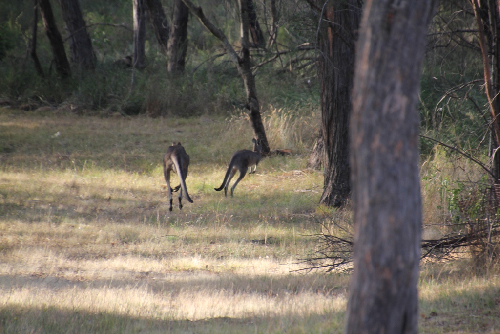 lFleeing Eastern Grey Kangaro