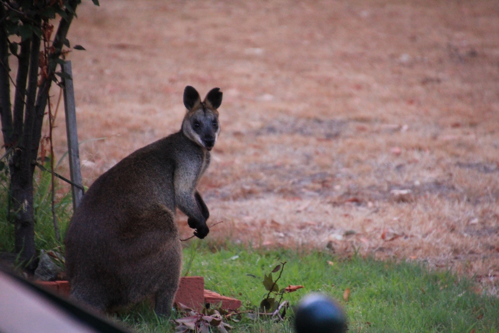 The Ornamental Plum Tree was obviously tasty. All of the lower branches are now stripped of leaves.