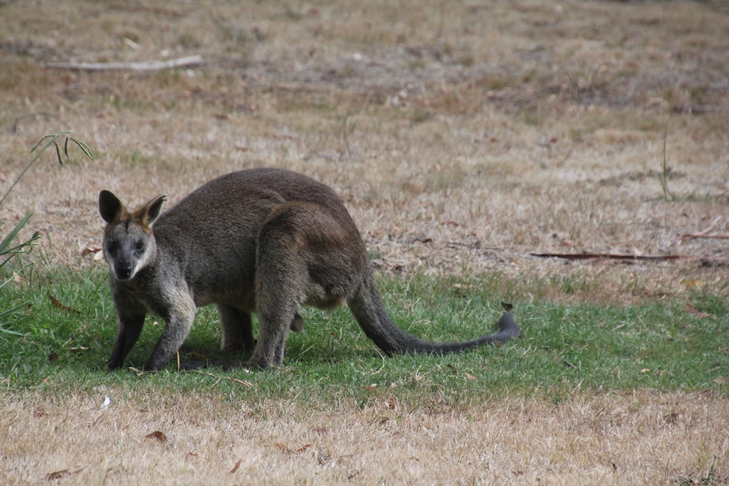 Swamp Wallaby feeding