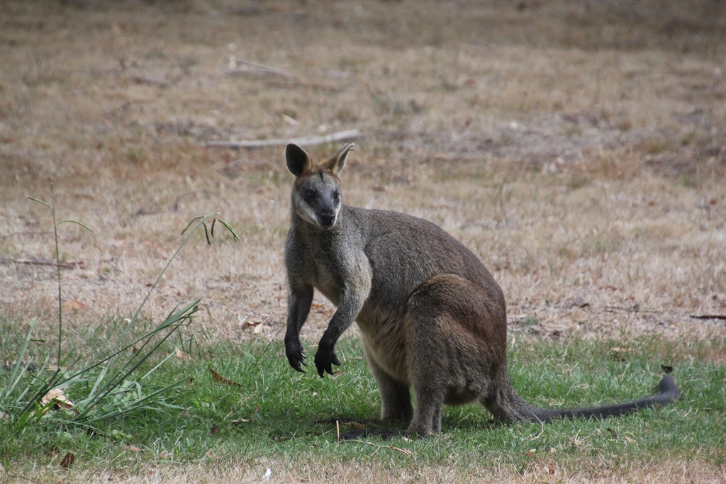 Compared with the Eastern Grey Kangaroo, the Swam Wallaby has very pwerful looking claws and is of a stocker build, but smaller. 