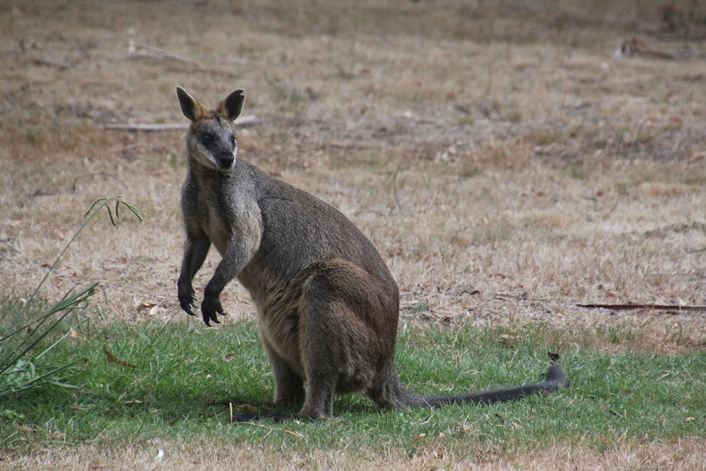 A Better Look at our Swamp&nbsp;Wallaby
