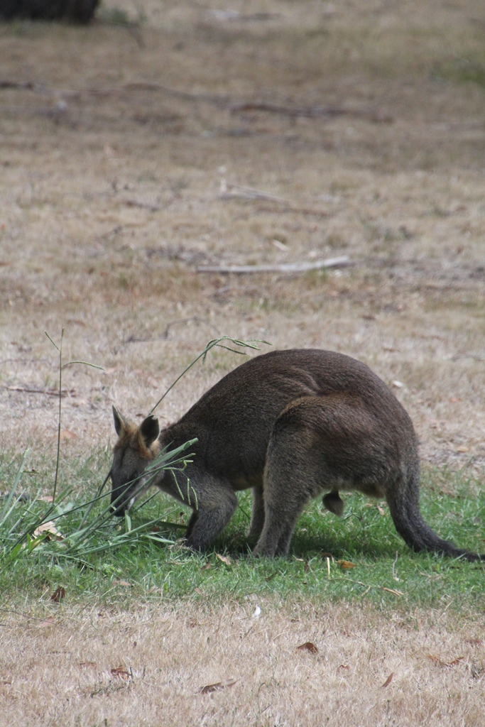 Swamp Wallaby eating.