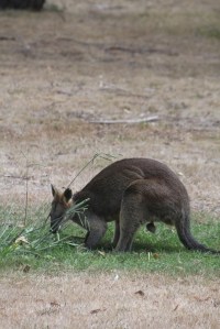 Swamp Wallaby eating.