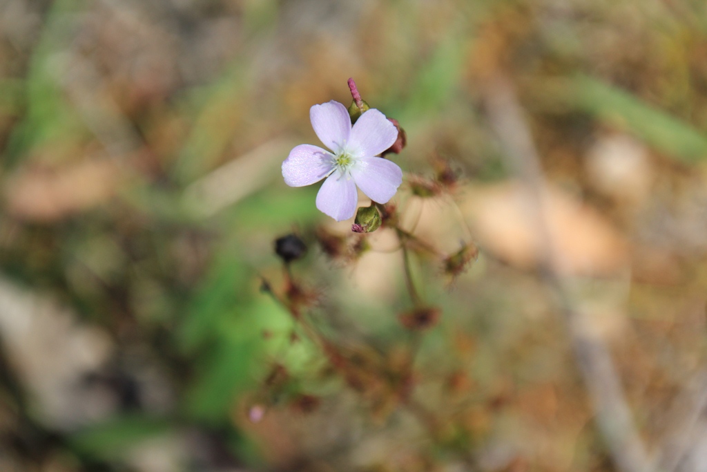 Tall Sundew – Carnivorous&nbsp;plant