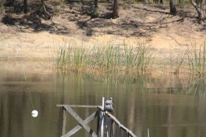 White Faced Herons on Jetty