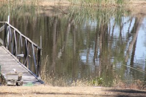 White Faced Heron watching its mate.