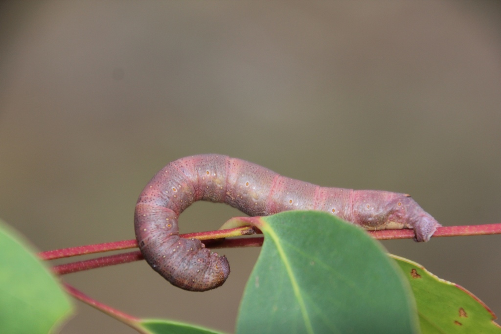 Arhodia lasiocamparia Catepillar
