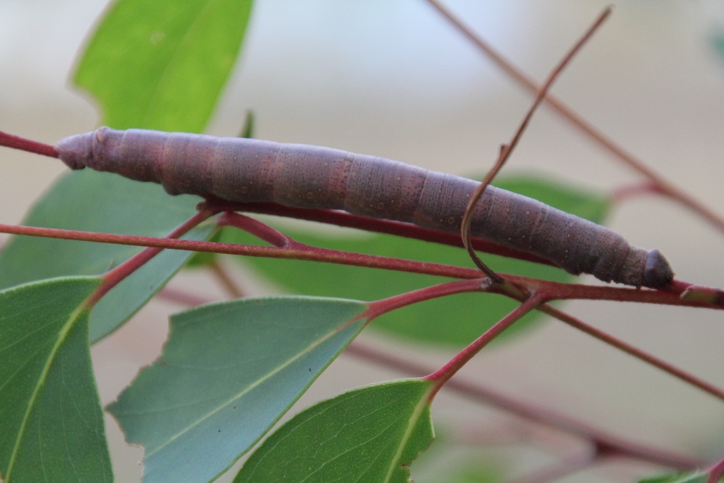 Once it reached the thicker part of the stem, it was very well comouflaged.  I think I was lucky to see it contrasted against the brighter red stems of the new growth.