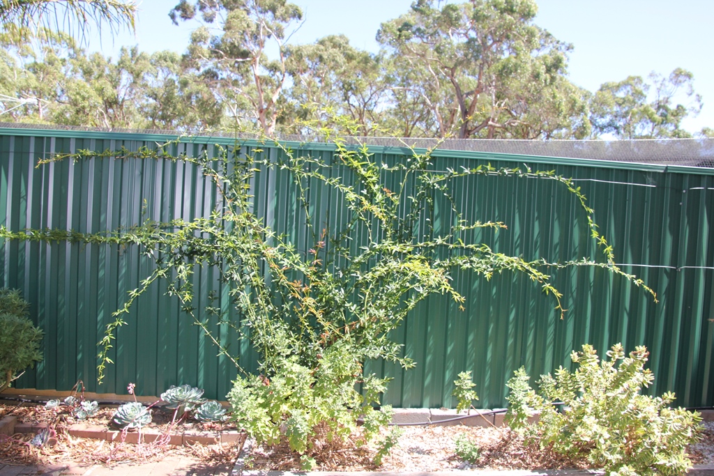 Banksia Roase regrowth