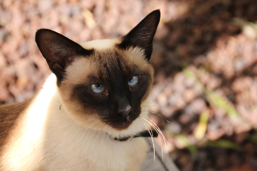 Clio - Sealpoint Siamese cate 