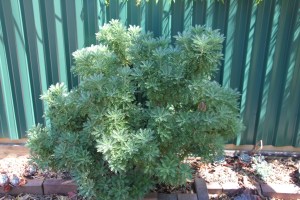 Daisy Regrowth