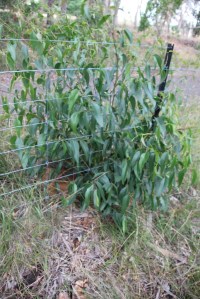 Eucalypt Regrowth