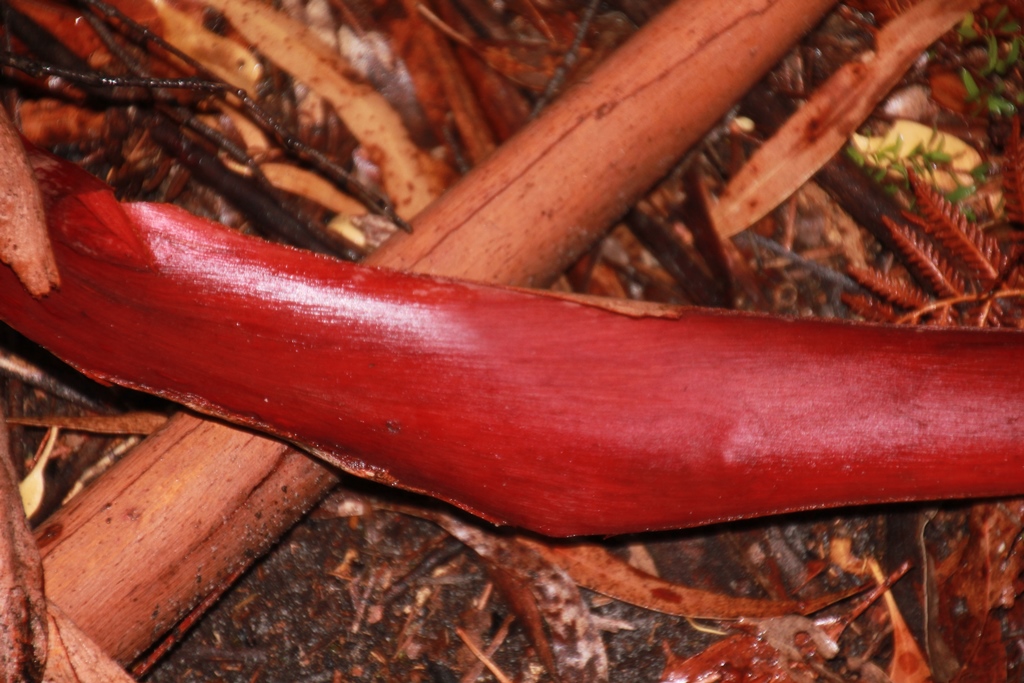 Bushland Colours and&nbsp;Textures