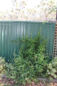 Jasmine Regrowth