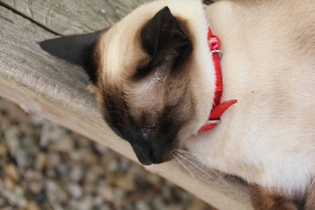 Luna - Sealpoint Siamese cat