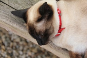 Luna - Sealpoint Siamese cat