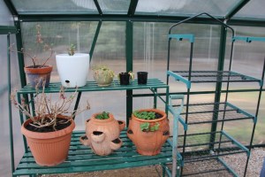 Greenhouse shelving