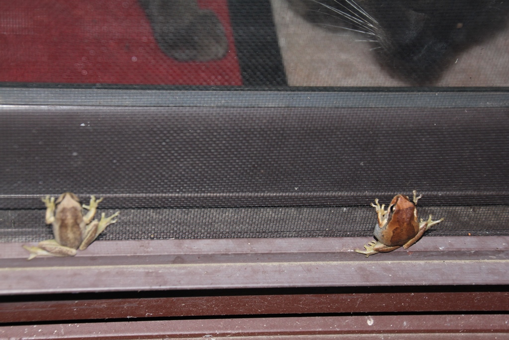 Southern Brown Tree Frog 