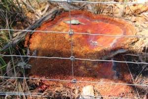 Tree Stump
