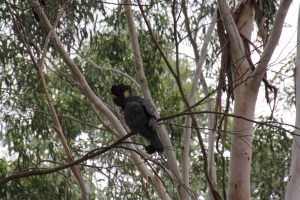 Yellow Tailed Black Cockatoo Female