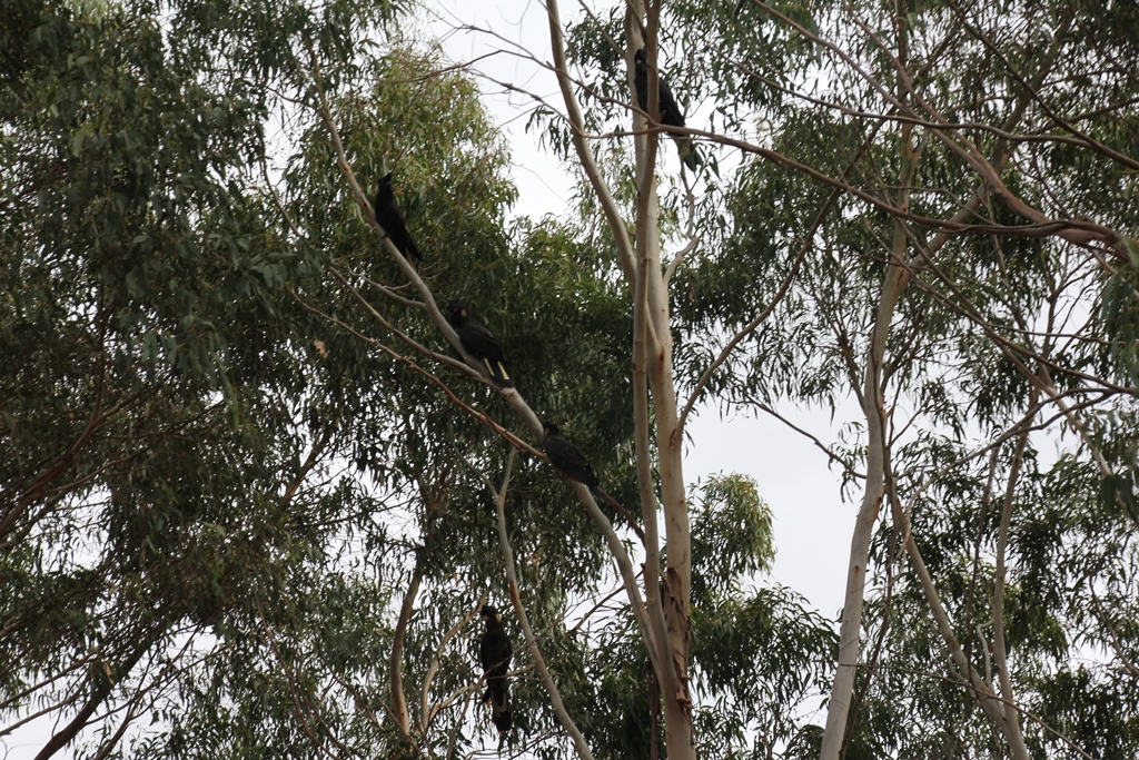 Yellow Tailed Black Cockatoo 