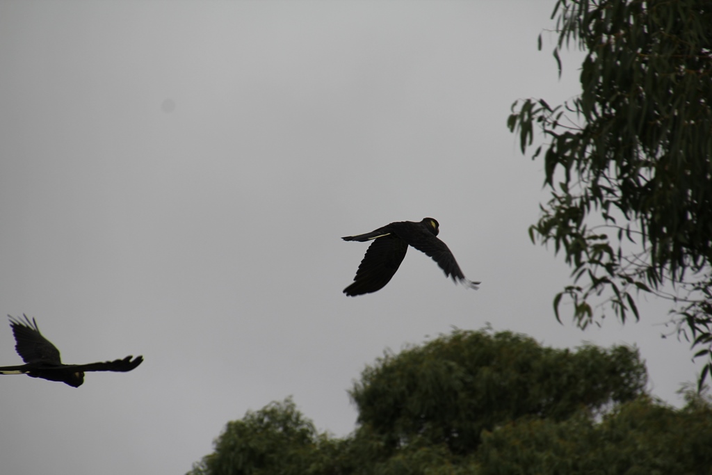 Yellow Tailed Black Cockatoos