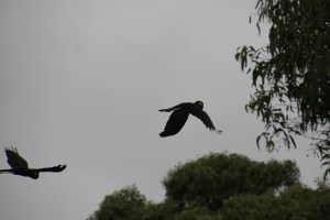 Yellow Tailed Black Cockatoos