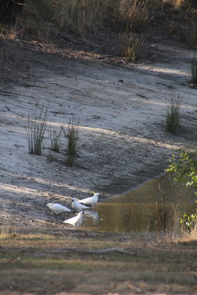 Cockatoos