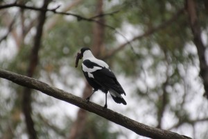 Magpie