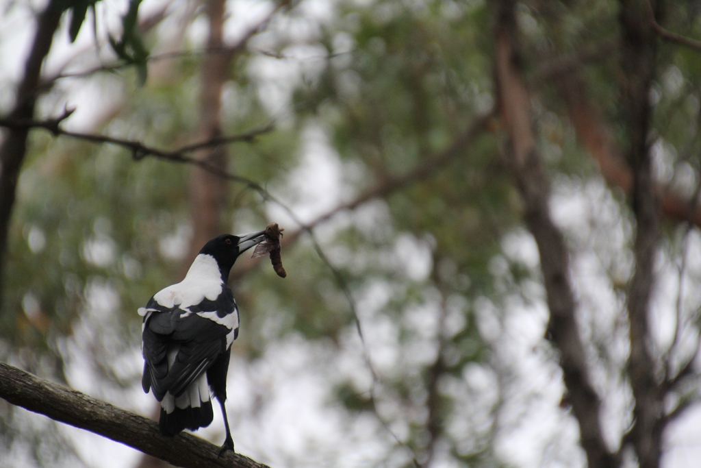 Magpie