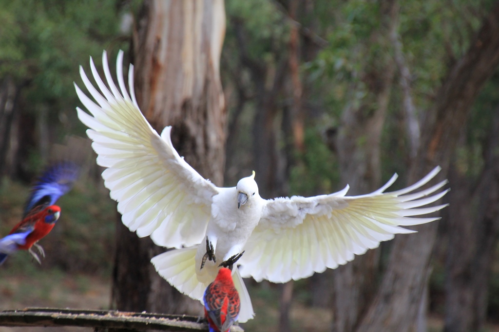 Playing around with&nbsp;Cockatoos