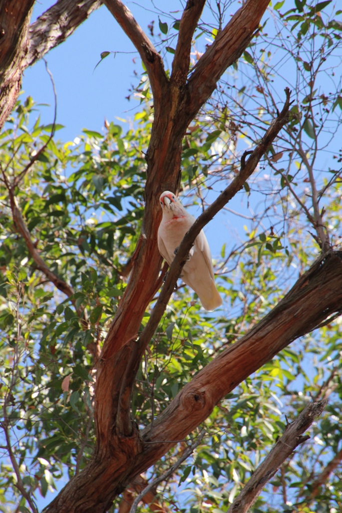 The Colour of Long-Billed&nbsp;Corella