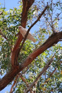 Long-Billed Corella