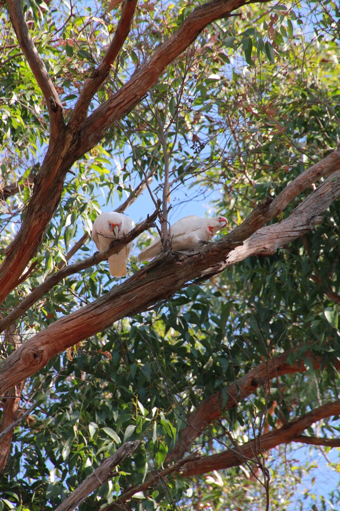 Long_Billed Corella