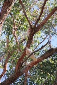Long_Billed Corella