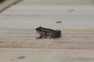 Eastern Froglet