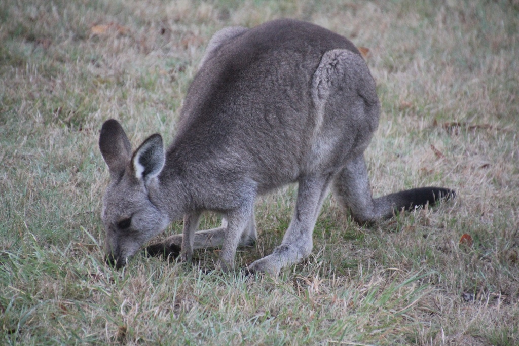 Eastern Grey Kangaroo