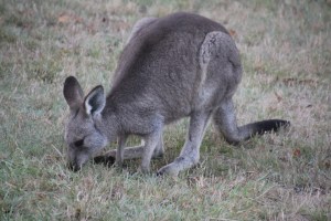 Eastern Grey Kangaroo