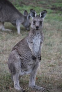 Eastern Grey Kangaroo