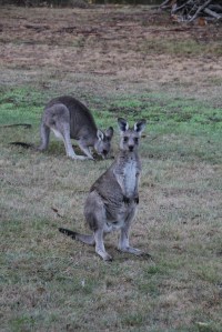 Eastern Grey Kangaroo