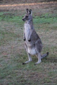 Eastern Grey Kangaroo