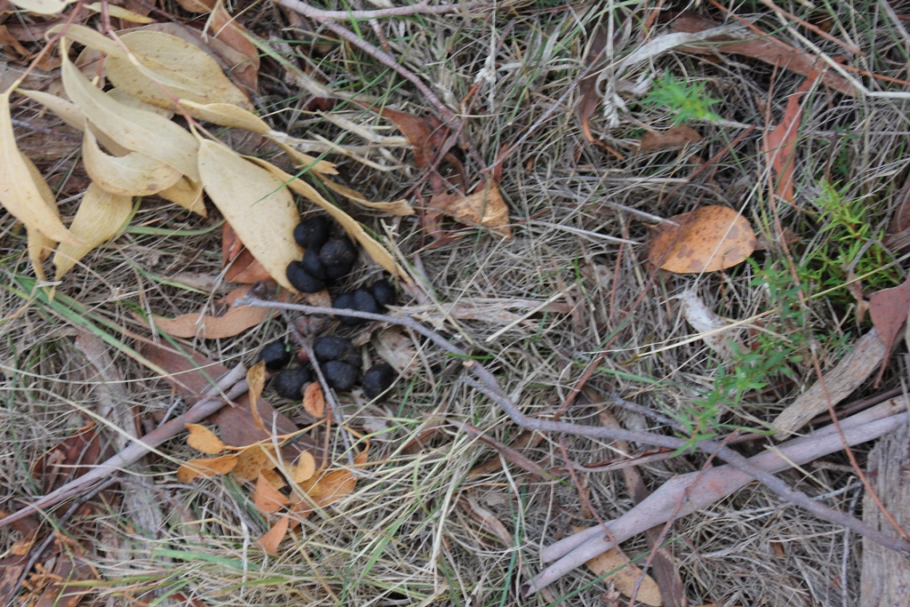 Kangaroo scats