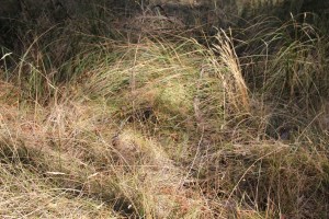 Kangaroo camping ground