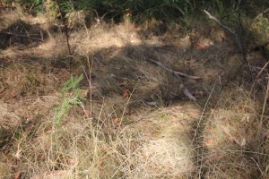 Kangaroo camping ground